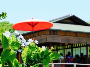 白鳥庭園　紫陽花茶会