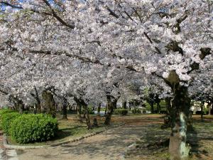 鶴舞公園　花まつり