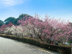 赤塚山公園 梅まつり