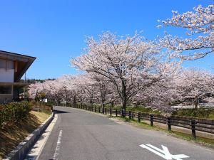 飯野川桜並木