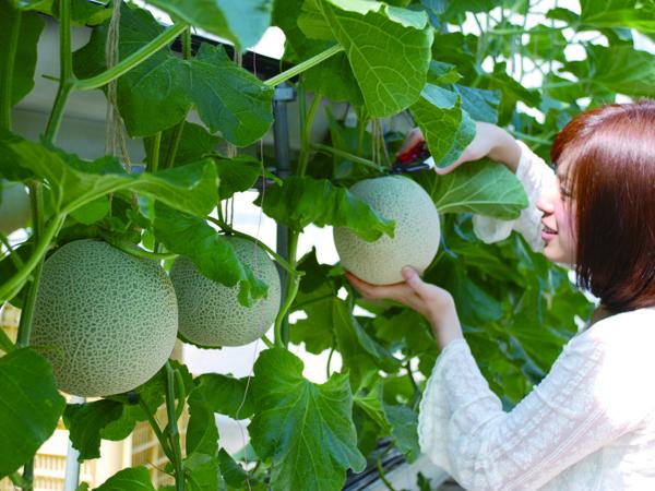 Melon picking season