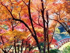 สวนซากุระบุจิ
