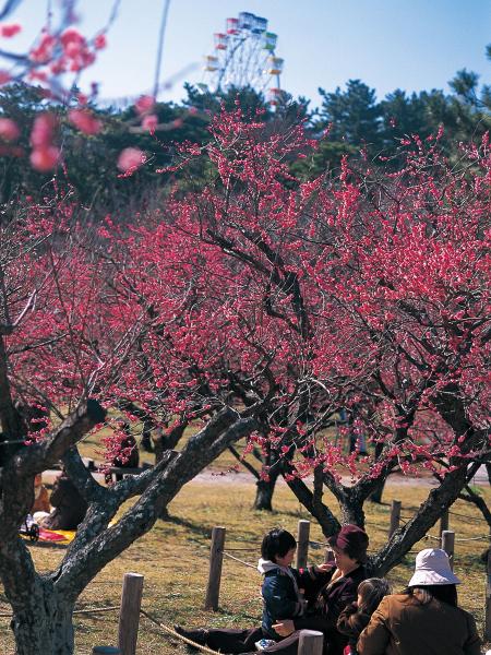 Minami Park Plum Tree Blossoms Festival (Minami Koen Ume Matsuri)