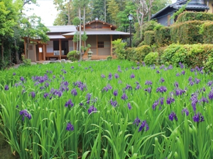 สวนยัทสึฮาชิ คาคิสึบาตะ (เทศกาลคาคิสึบาตะ (ดอกไอริส))