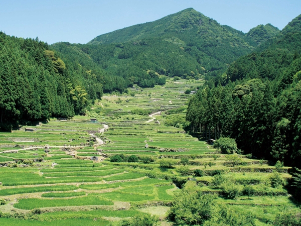 Yotsuya Senmaida Terraced Rice Fields