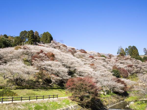 Shikizakura Four-Season Cherry Blossoms of Obara Fureai Park