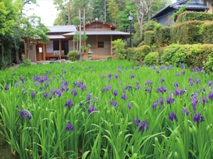 八橋かきつばた園