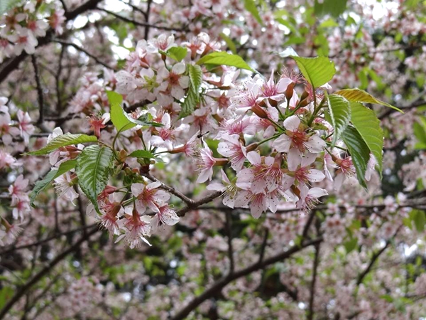 喜馬拉雅櫻花
