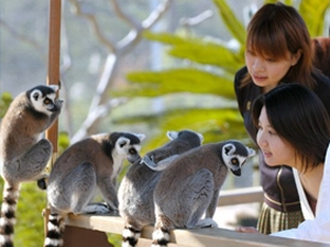 Japan Monkey Centre