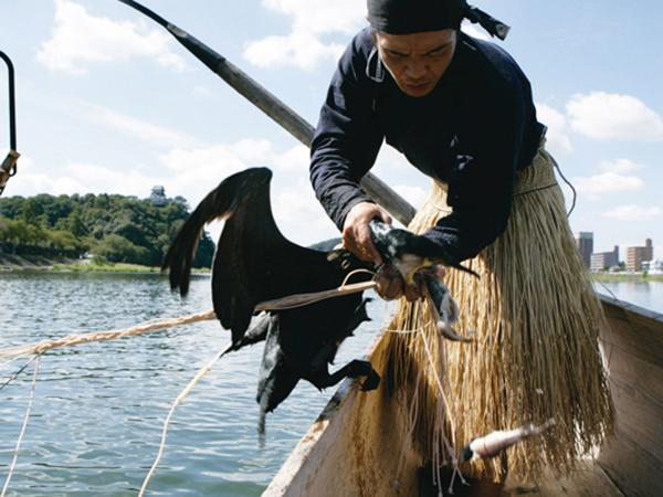 Kiso River cormorant fishing