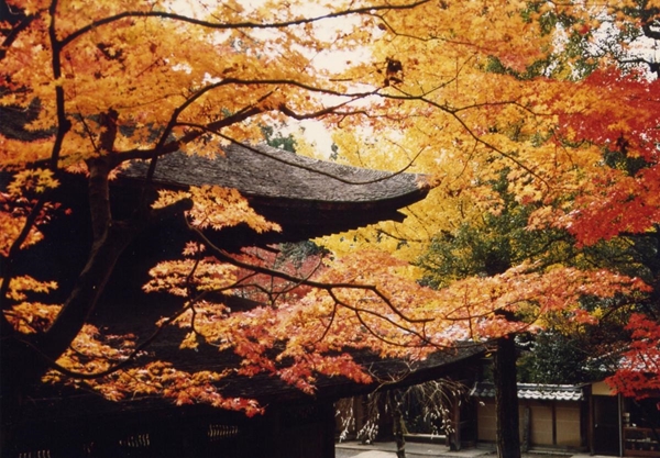 Iwayado Park & Jokoji Temple - Autumn Leaves Festival