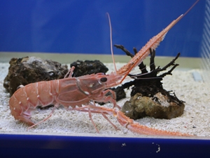 Takeshima Aquarium, Gamagori