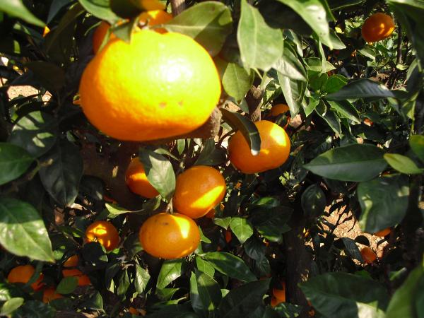 Mandarin orange picking season
