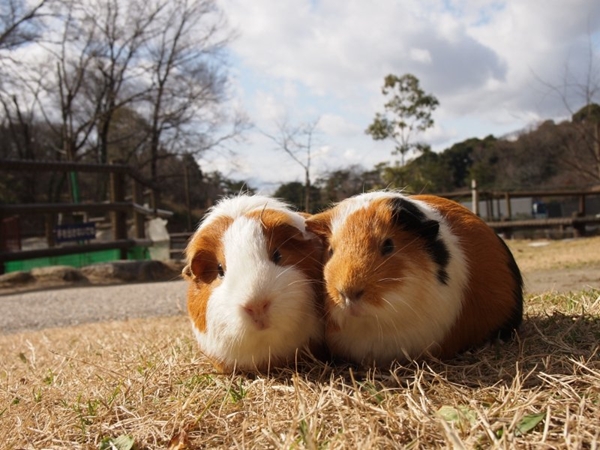 Higashi Park and Mini Zoo (Higashi Koen)