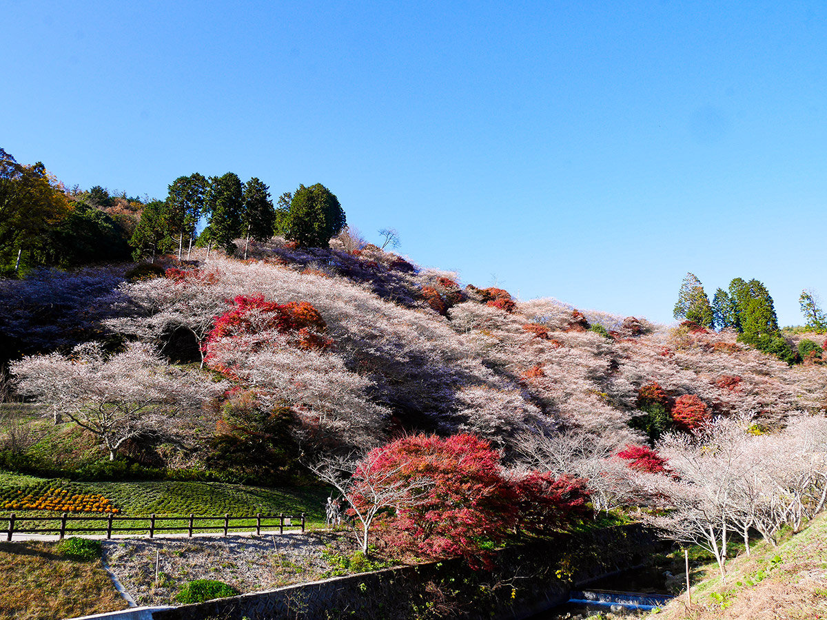 Obara Shikizakura Cherry Trees and Washi Japanese Paper