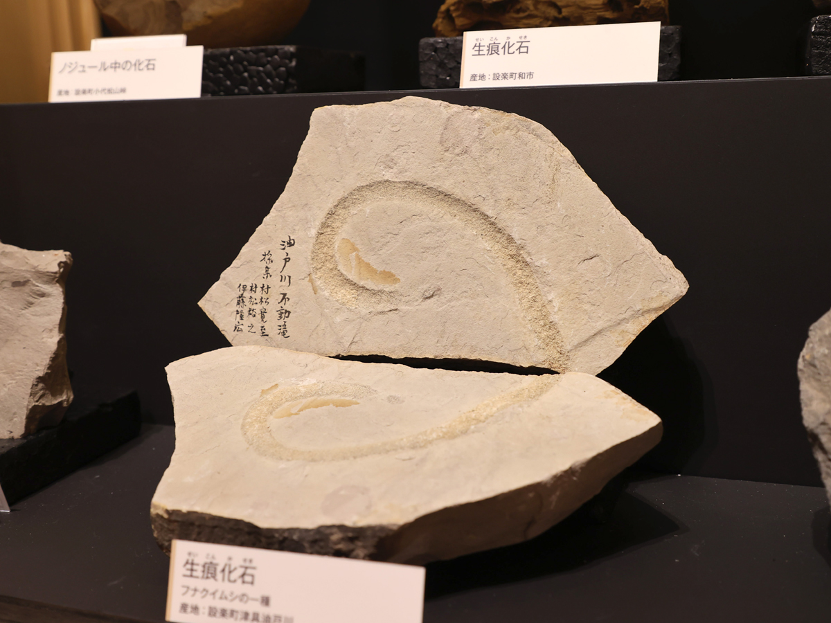フナクイムシの生痕化石