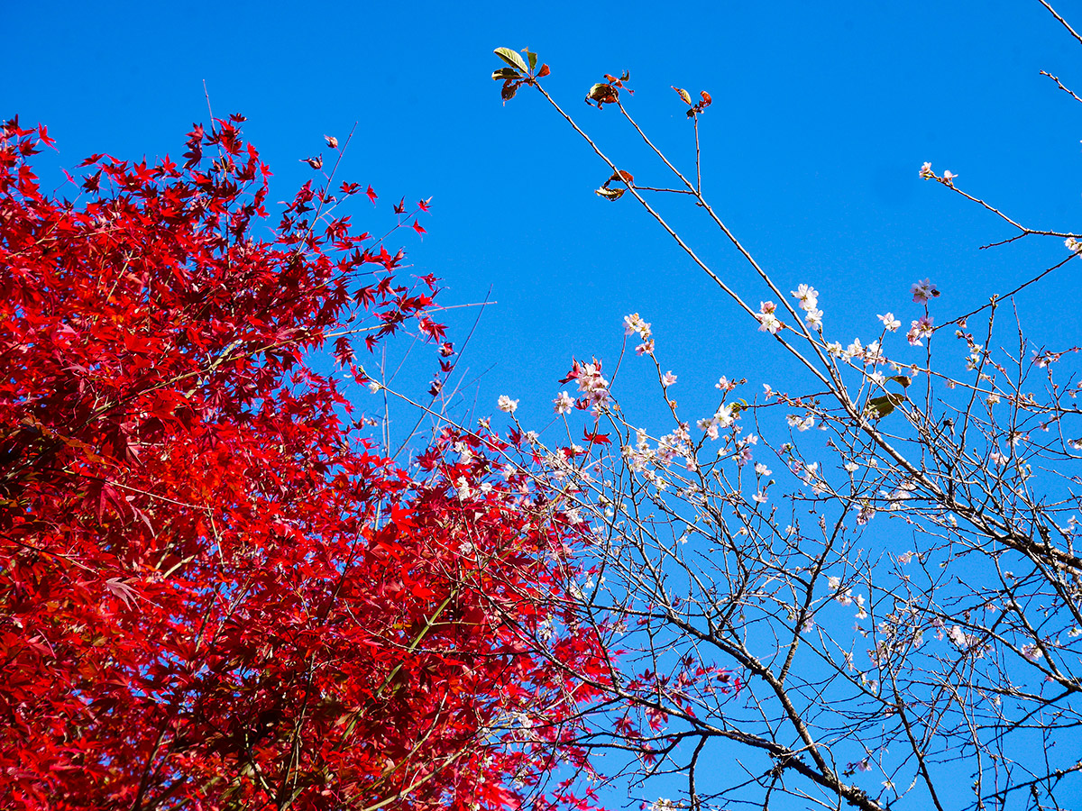 Obara Shikizakura Cherry Trees and Washi Japanese Paper