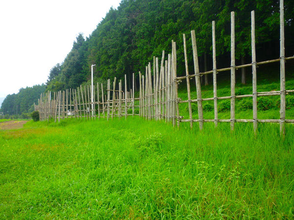 Reconstructed palisades along the western edge of the narrow Shitaragahara Valley, scene of the Battle of Nagashino.