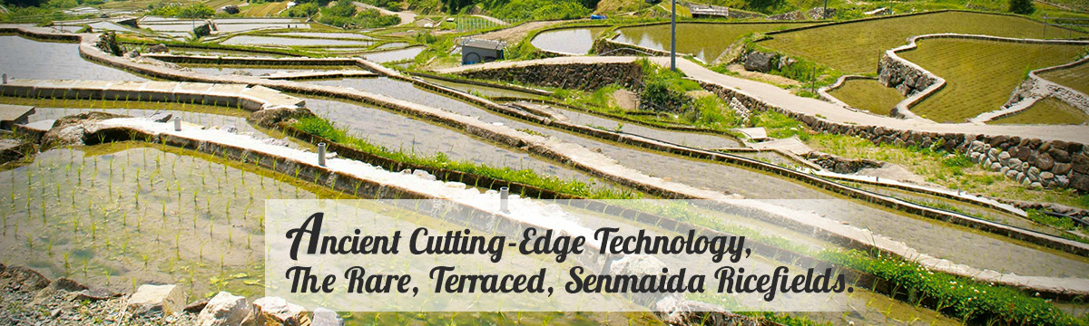 Ancient Cutting-Edge Technology, The Rare, Terraced, Senmaida Ricefields.