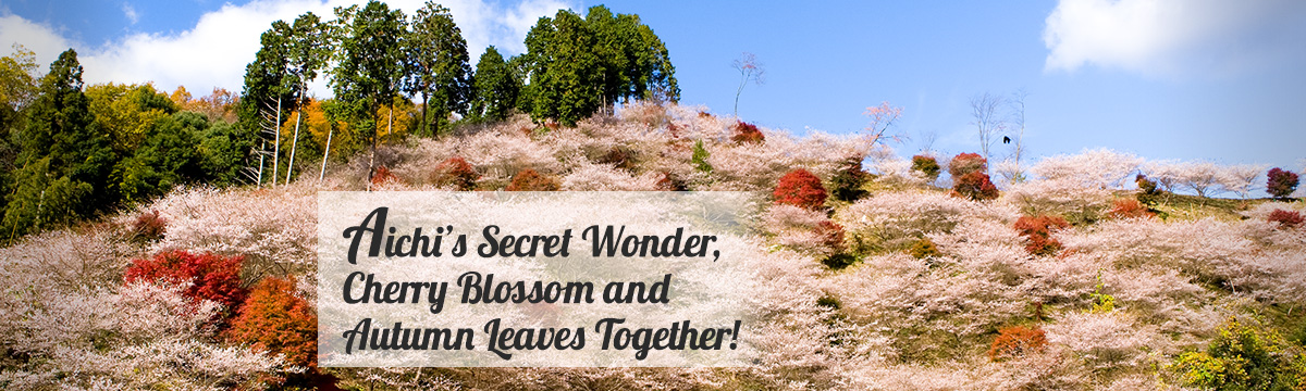Aichi’s Secret Wonder, Cherry Blossom and Autumn Leaves Together!