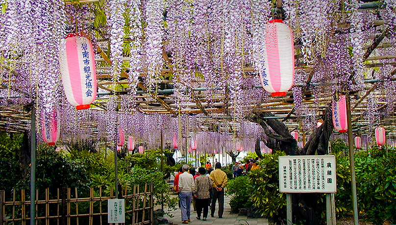 เทศกาลดอกวิสเทเรียที่สวนโคโตะ