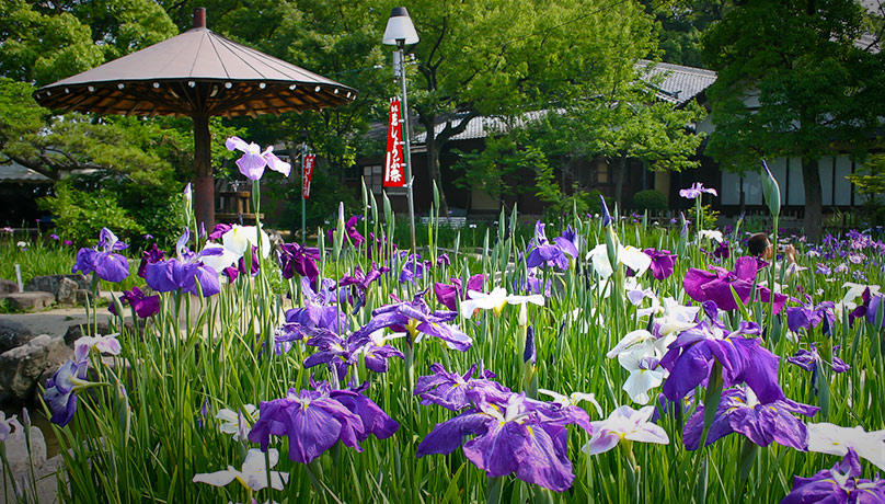 เทศกาลดอกไอริส "ฮานะ-โชบุ" ที่สวนสาธารณะชิริว